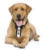Tuxedo Dog Collar