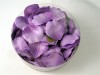 Colour: Lilac