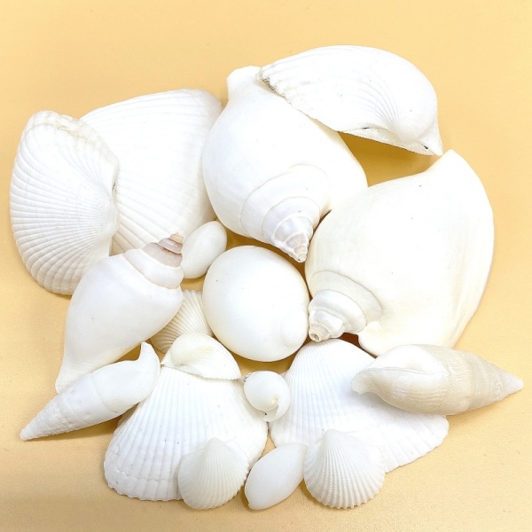 White Wedding Shells - 250g Pack