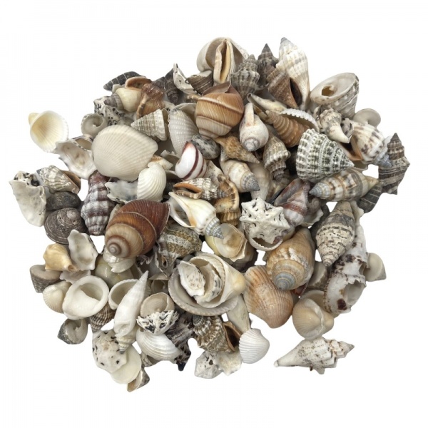 Assorted Craft Shells - 250g Pack